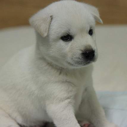 밀양에서 진돗개 분양 받기: 완벽 가이드